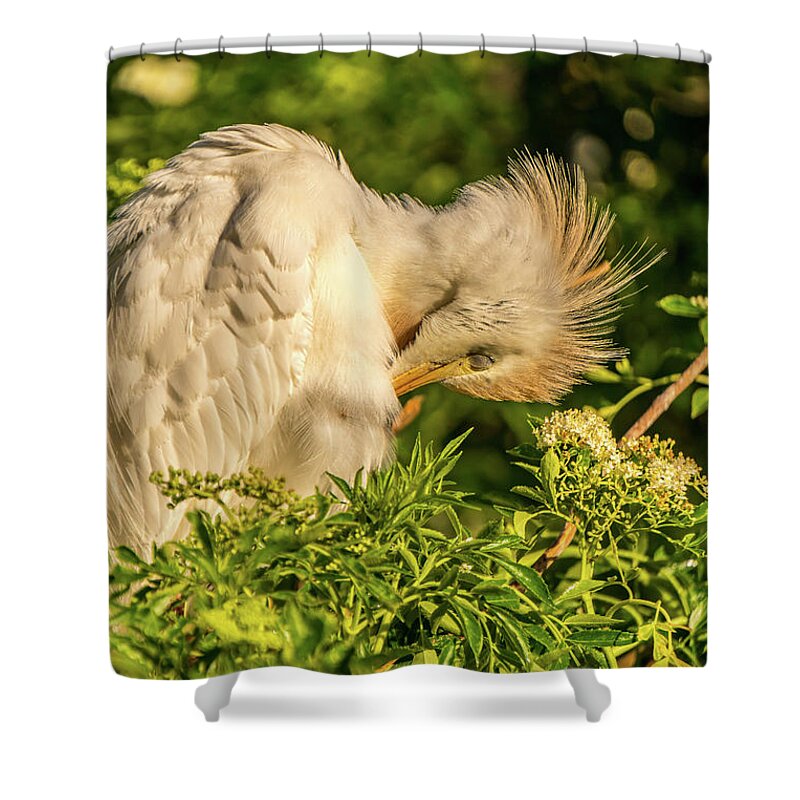 Florida Shower Curtain featuring the photograph Cattle Egret preening by Jane Luxton
