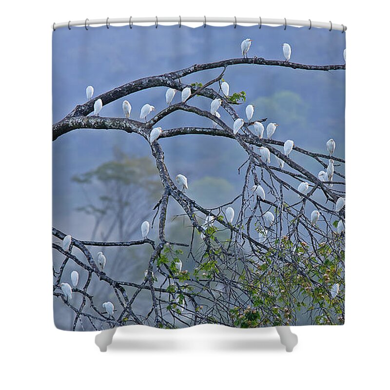 Bird Shower Curtain featuring the photograph Cattle Egrets by Jean-Luc Baron