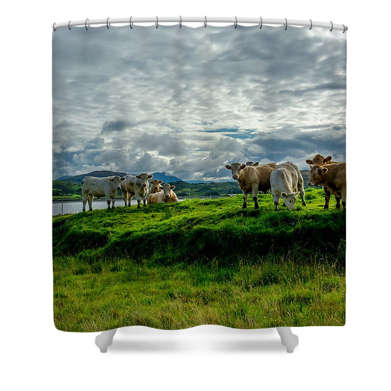 Ireland Shower Curtain featuring the photograph Cattle On Pasture In Ireland by Andreas Berthold
