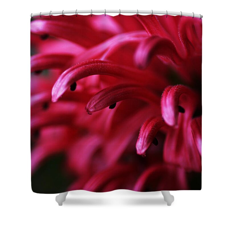 Pink Shower Curtain featuring the photograph Caught In The Dream by Linda Shafer