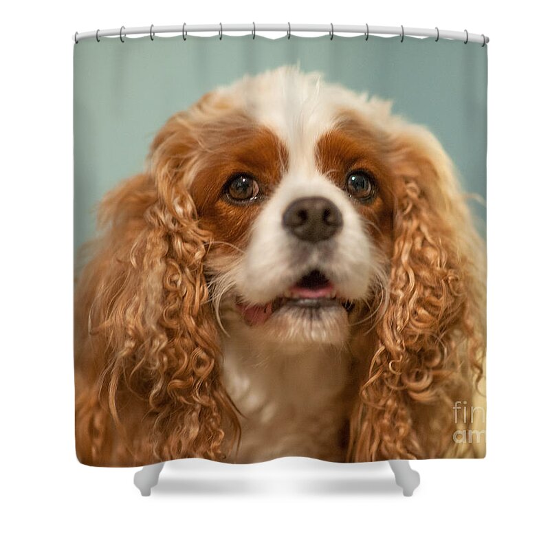 Cavalier King Charles Spaniel Shower Curtain featuring the photograph Cavalier Blenheim by Dale Powell