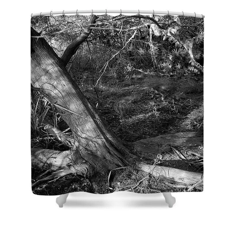 Guana River Shower Curtain featuring the photograph Cedar and swamp by John Simmons
