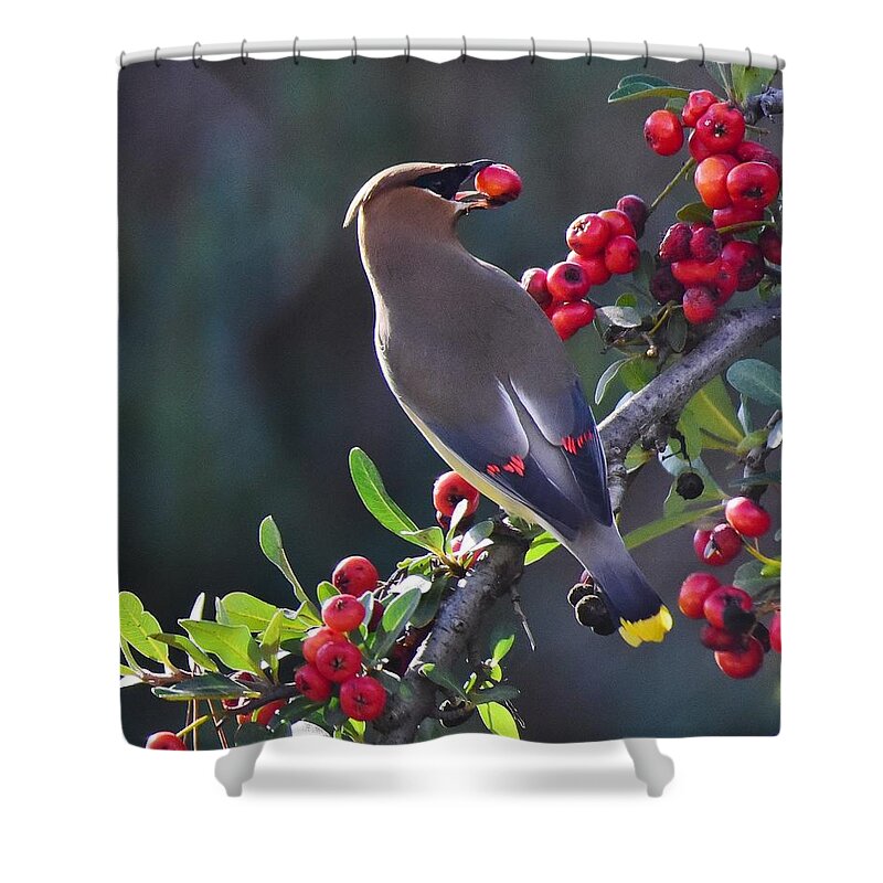 Linda Brody Shower Curtain featuring the photograph Cedar Waxwing 2 by Linda Brody