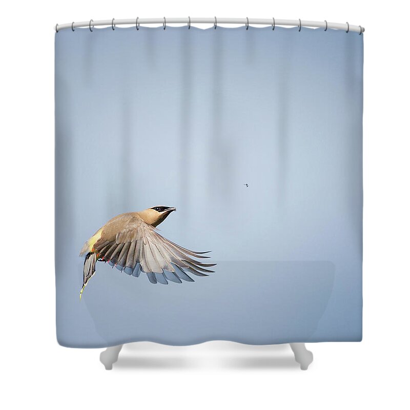Birds In Flight Shower Curtain featuring the photograph Cedar Waxwing in Flight by Bill Wakeley