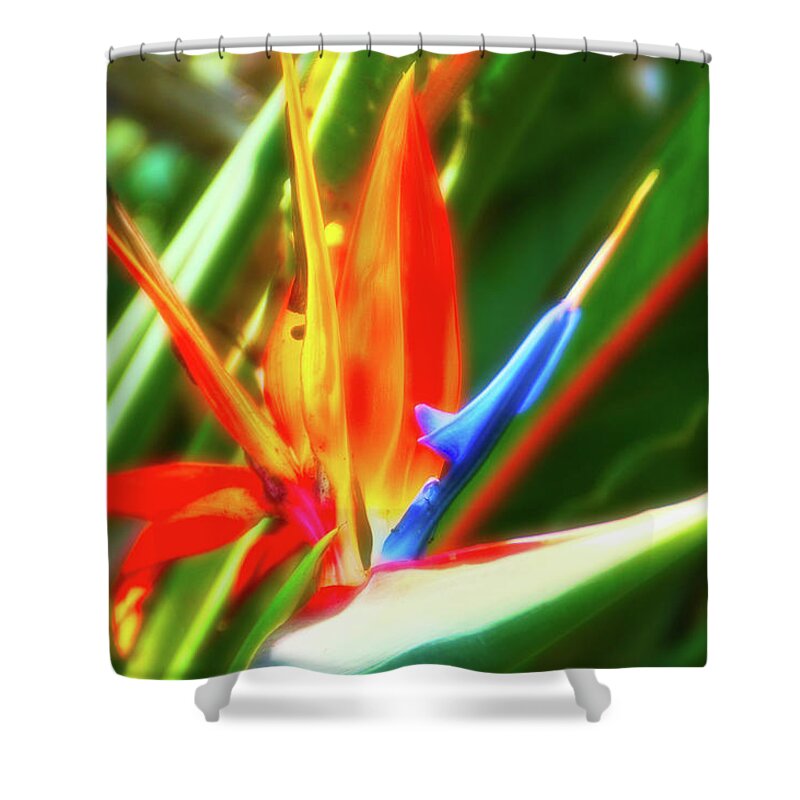 Flower Shower Curtain featuring the photograph Celestial Skies Bird of Paradise by Aimee L Maher ALM GALLERY