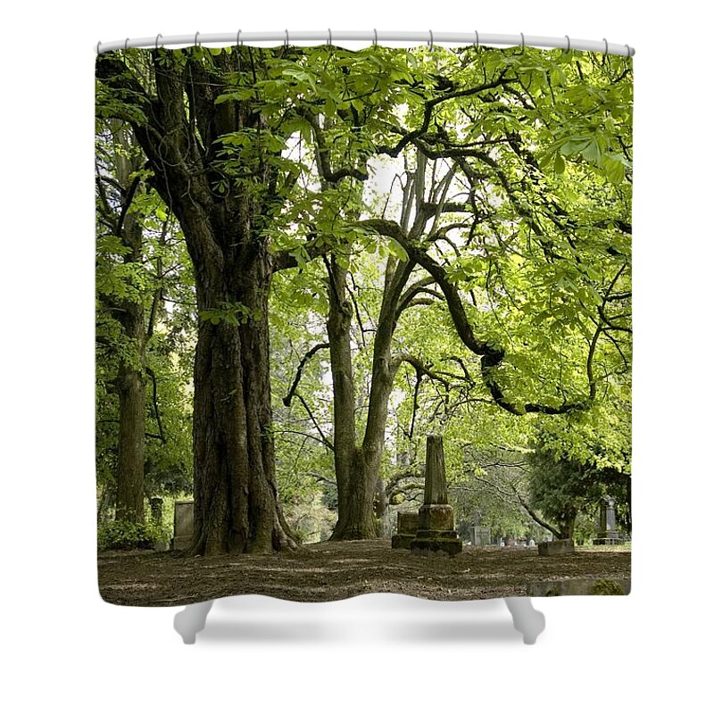 Cemetery Shower Curtain featuring the photograph Cemetery trees 1 by Sara Stevenson