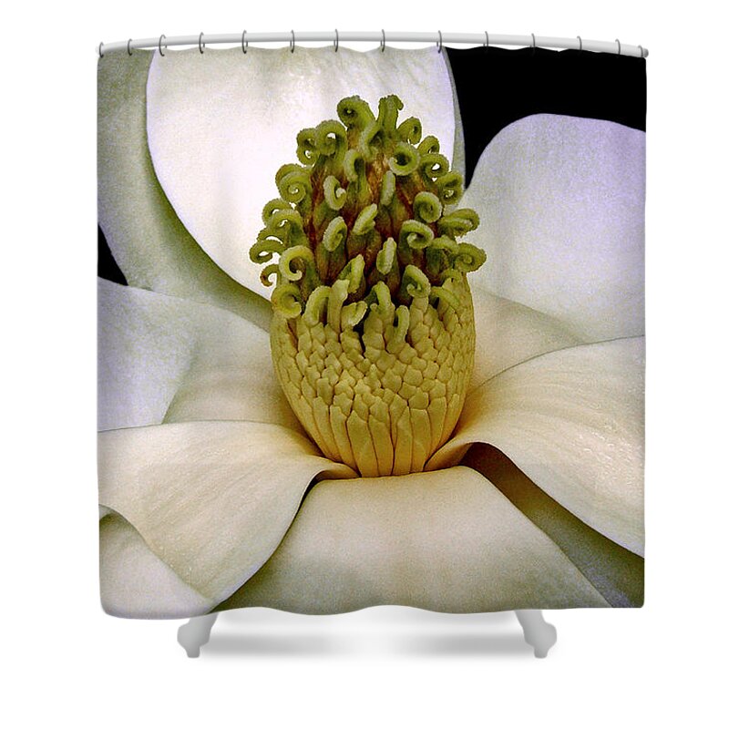 Floral Shower Curtain featuring the photograph Centerpiece - Magnolia Blossom 010 by George Bostian