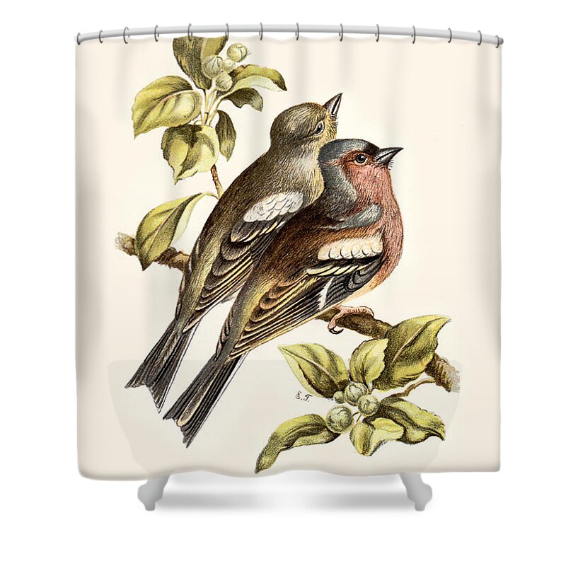 Birds Shower Curtain featuring the digital art Chaffinches Restored by Pablo Avanzini
