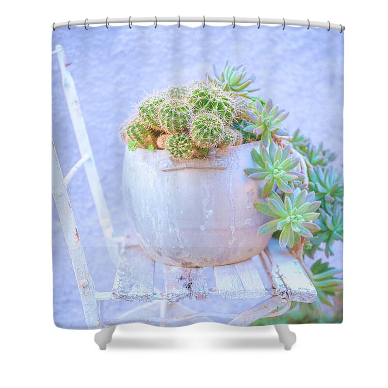 White Chair Shower Curtain featuring the photograph Chair and cacti by Giovanni Allievi