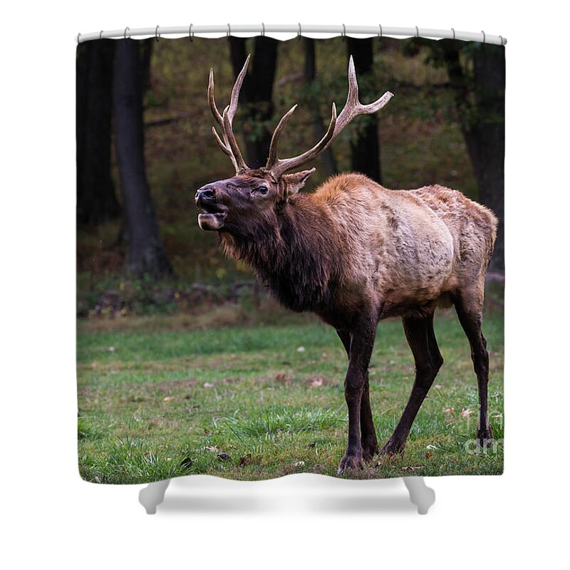 Elk Shower Curtain featuring the photograph Challenger by Andrea Silies