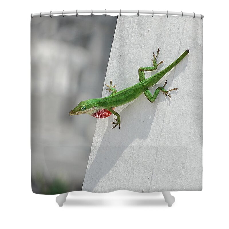 Chameleon Shower Curtain featuring the photograph Chameleon by Robert Meanor
