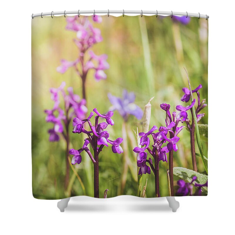 Orchis Champagneuxii Shower Curtain featuring the photograph Champagne's orchid , Orchis champagneuxii, Spain by Perry Van Munster