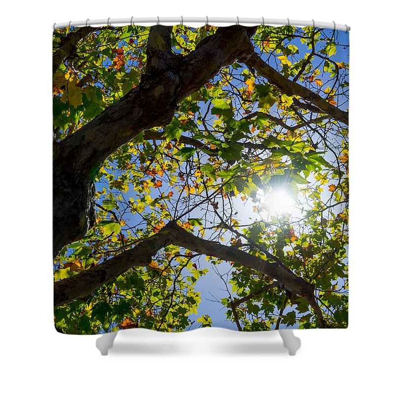 Trees Shower Curtain featuring the photograph Changes by Derek Dean