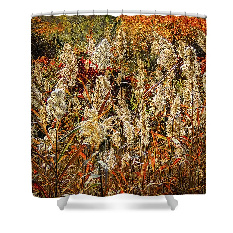 Nature Shower Curtain featuring the photograph Changing Season by Robert Mitchell