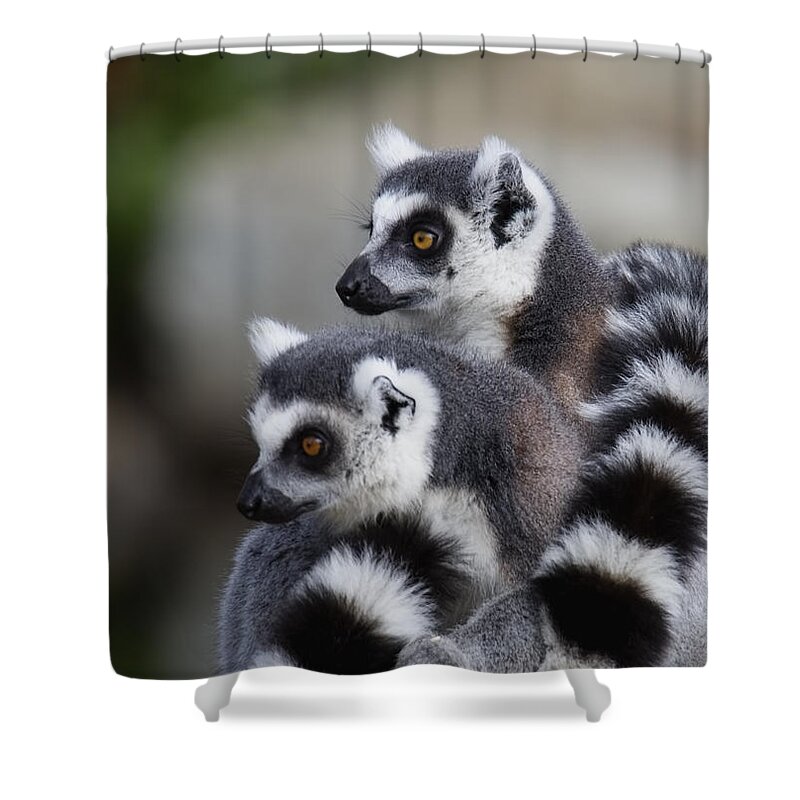 Lemur Shower Curtain featuring the photograph Check That Out by Randy Hall