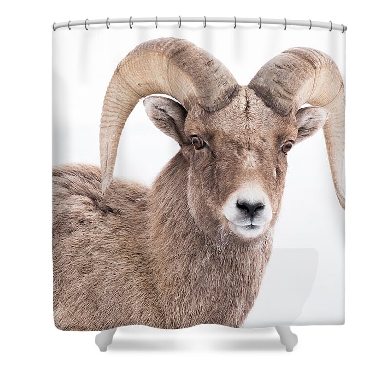 Ram Shower Curtain featuring the photograph Checking Me Out by Yeates Photography