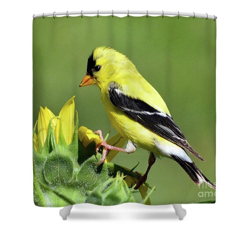 Bird Photography Shower Curtain featuring the photograph American Goldfinch Checking Out The Sunflower by Cindy Treger