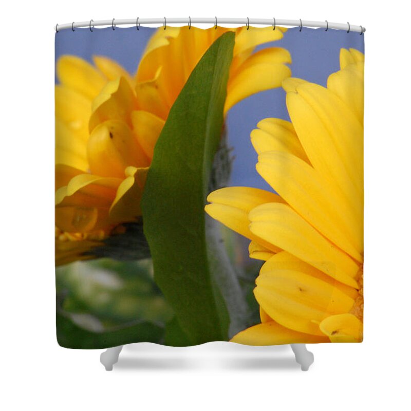 Gerbera Daisy Shower Curtain featuring the photograph Cheerful Gerbera Daisies by Amy Fose