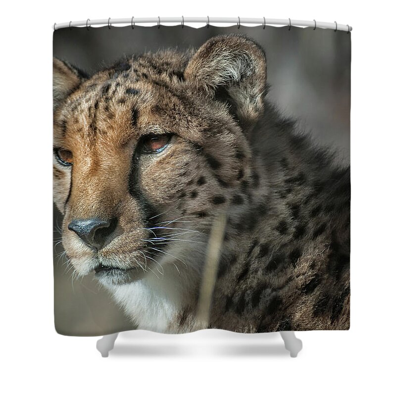 Animal Ark Shower Curtain featuring the photograph Cheetah 2 by Rick Mosher