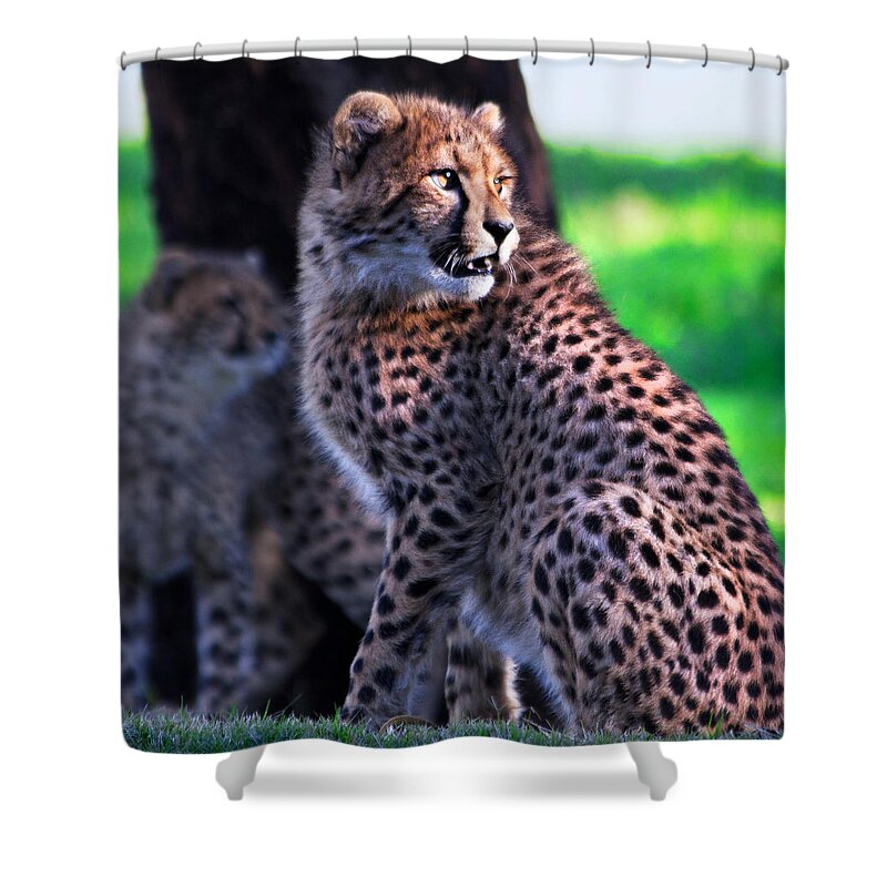 #cheetah Shower Curtain featuring the photograph Cheetah cub by Miroslava Jurcik