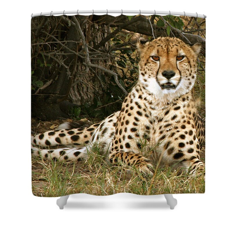 Karen Zuk Rosenblatt Art And Photography Shower Curtain featuring the photograph Cheetah Encounter by Karen Zuk Rosenblatt