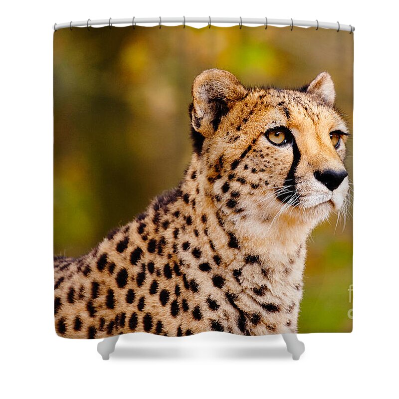 Closeup Shower Curtain featuring the photograph Cheetah in a forest by Nick Biemans