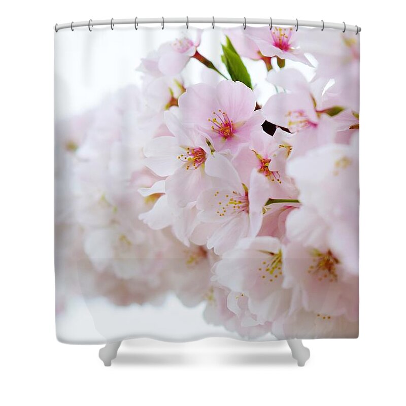 Cherry Blossom Shower Curtain featuring the photograph Cherry Blossom Focus by Nicole Lloyd