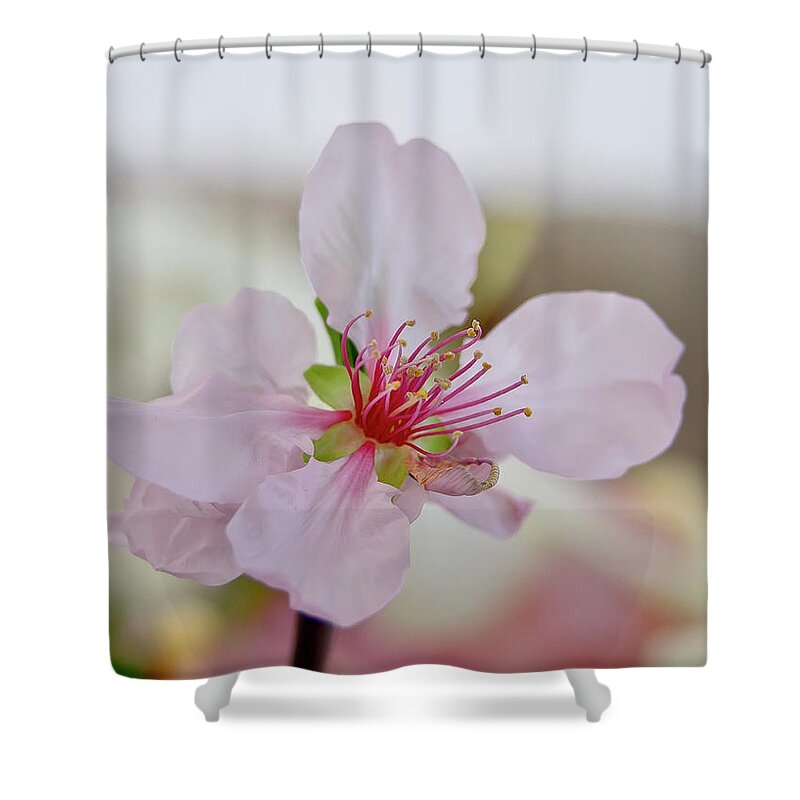 Cherry Shower Curtain featuring the photograph Cherry Blossom I by Elena Perelman