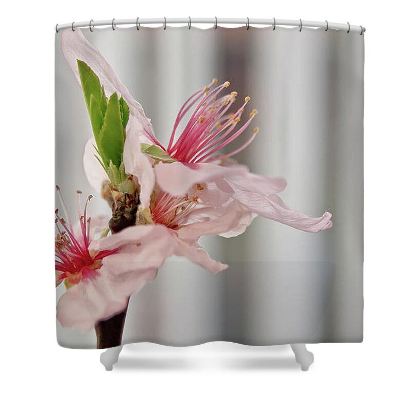 Female Shower Curtain featuring the photograph Cherry Blossom II by Elena Perelman