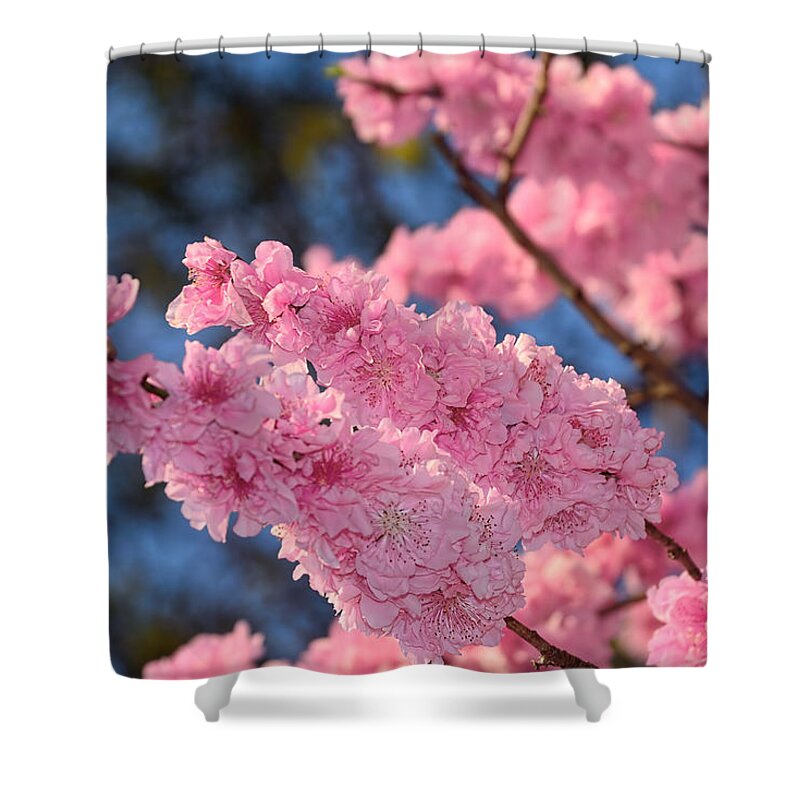 Photography Shower Curtain featuring the photograph Cherry Blossom Springtime by Kaye Menner by Kaye Menner
