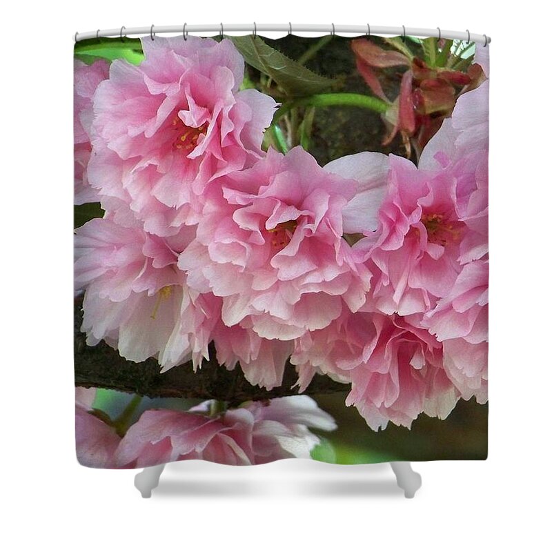 Cherry Blossoms Shower Curtain featuring the photograph Cherry Blossoms 2 by Charles Robinson