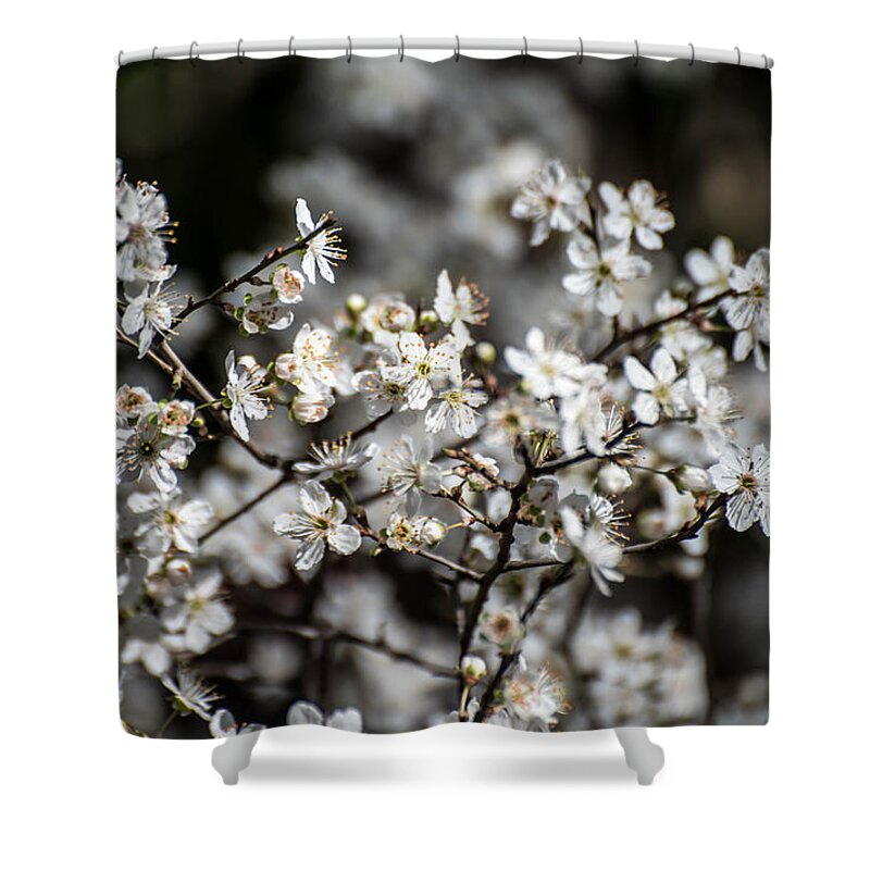 Flowers Shower Curtain featuring the photograph Cherry Blossoms 2 by Wendy Carrington