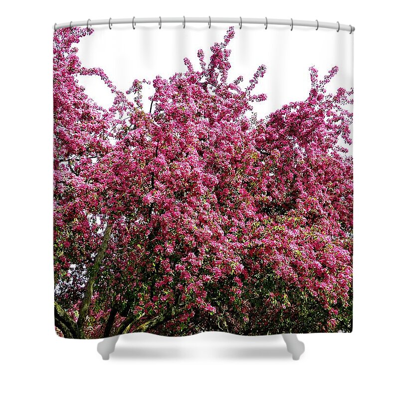 Cherry Blossoms Shower Curtain featuring the photograph Cherry Blossoms 2 by Will Borden