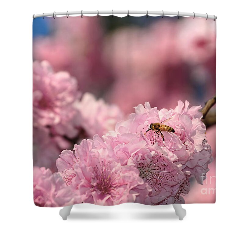 Photography Shower Curtain featuring the photograph Cherry Blossoms and a Bee by Kaye Menner by Kaye Menner