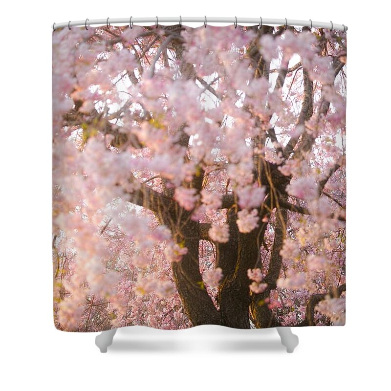 Cherryblossoms Shower Curtain featuring the photograph Cherry blossoms#11 by Yasuhiro Fukui