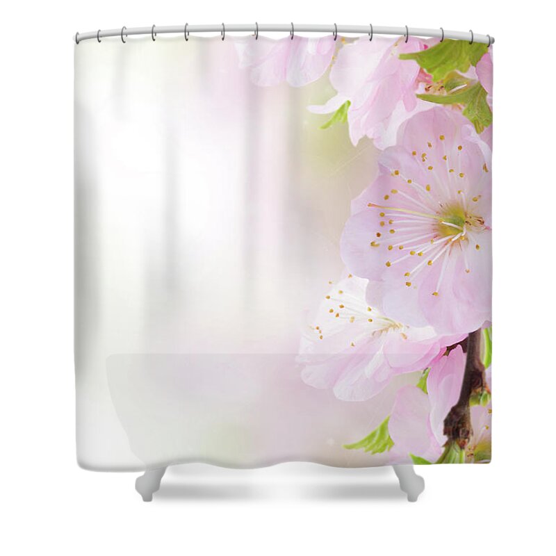 Background Shower Curtain featuring the photograph Cherry Flowers in Garden by Anastasy Yarmolovich