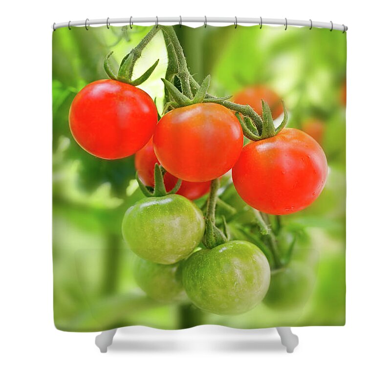 Cherry Shower Curtain featuring the photograph Cherry tomatoes by Delphimages Photo Creations