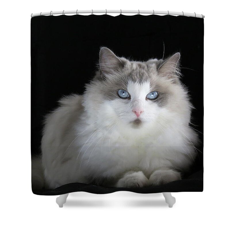 Cat Shower Curtain featuring the digital art Chewie by Kathleen Illes