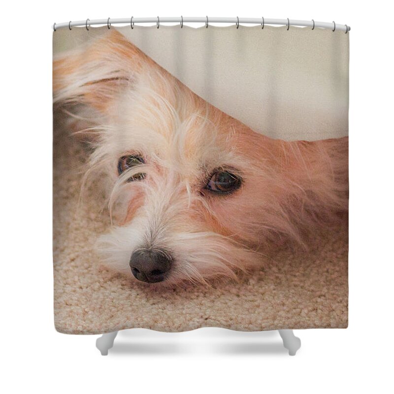 Rescue Dog Shower Curtain featuring the photograph Chica in Hiding by E Faithe Lester