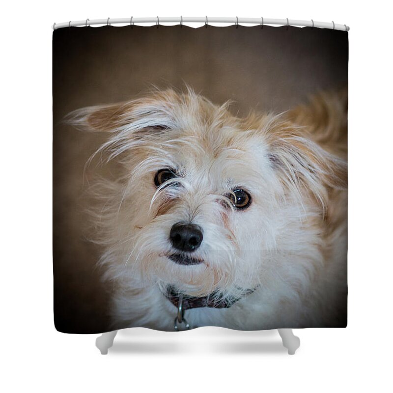 Chica Shower Curtain featuring the photograph Chica on the Alert by E Faithe Lester