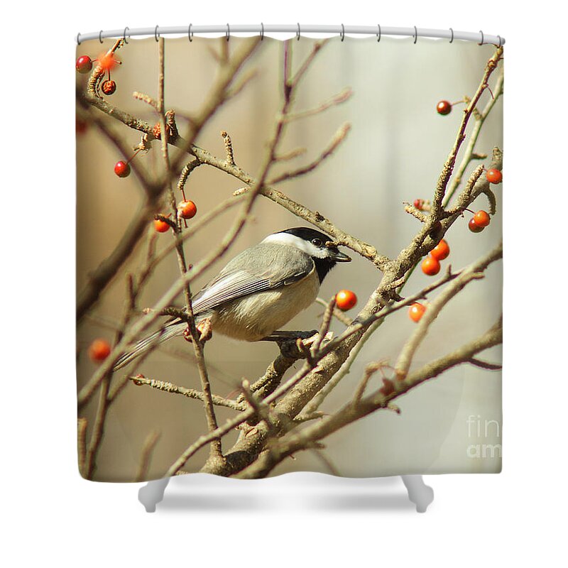 Animal Shower Curtain featuring the photograph Chickadee 2 of 2 by Robert Frederick