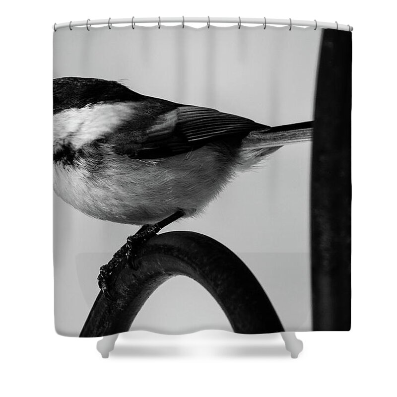 Bird Shower Curtain featuring the photograph Chickadee by Darryl Hendricks