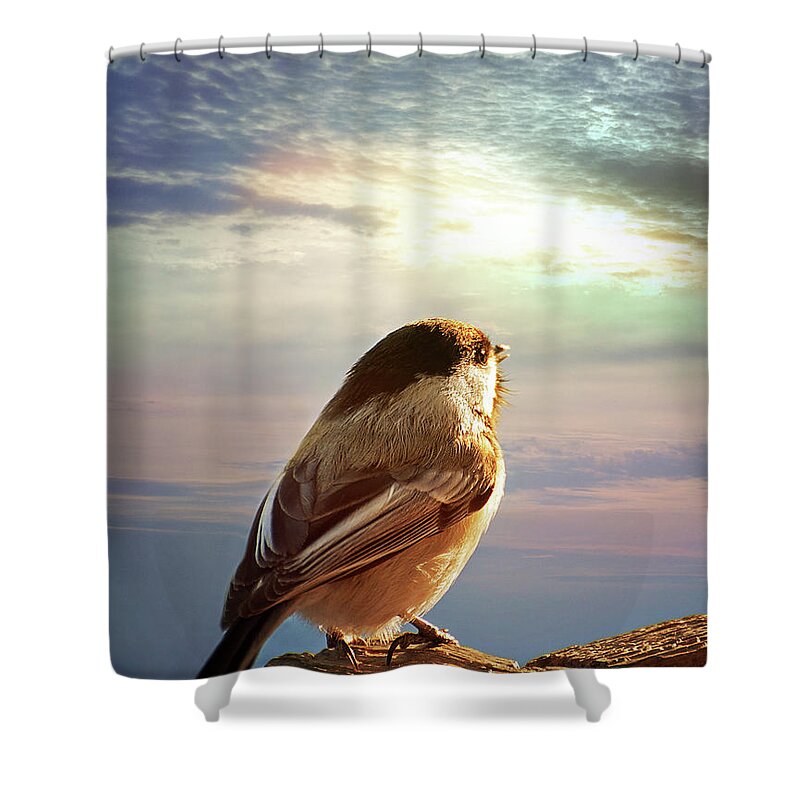 Chickadee Print Shower Curtain featuring the photograph Chickadee Sunrise by Gwen Gibson