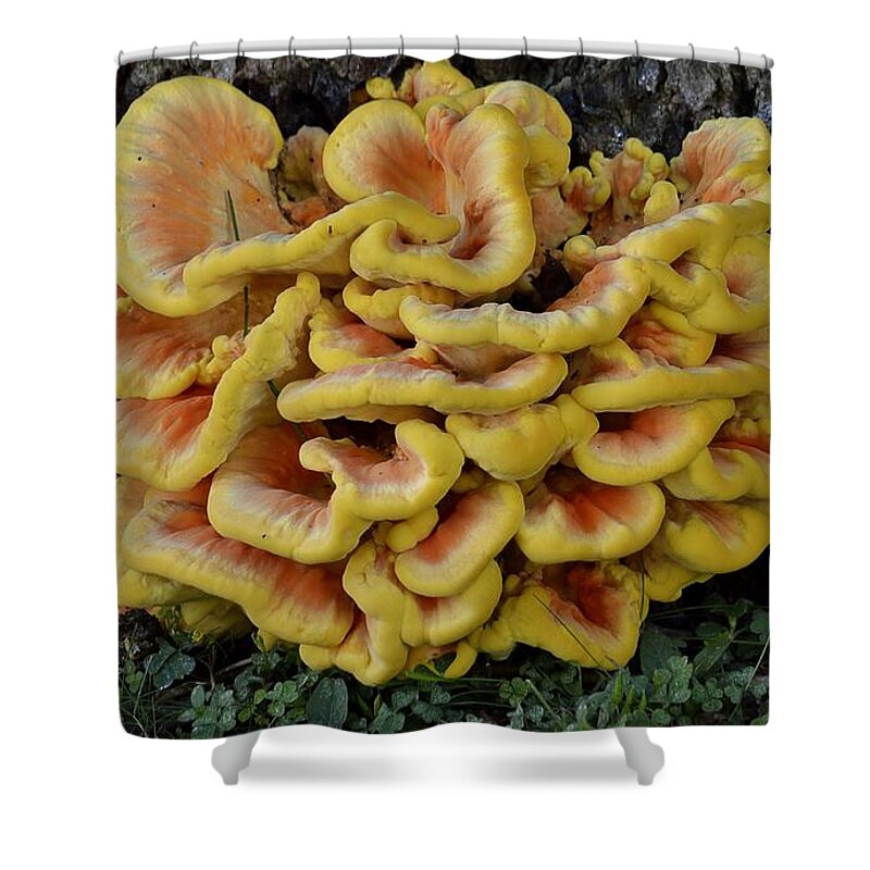 High Virginia Images Shower Curtain featuring the photograph Chicken of the Woods by Randy Bodkins