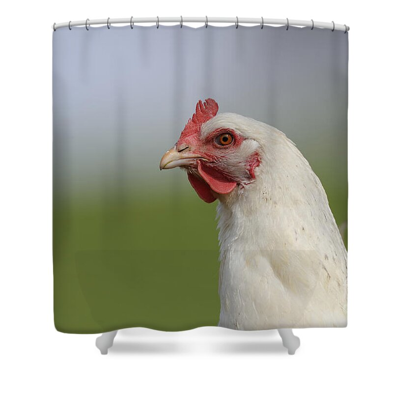 Chicken Shower Curtain featuring the photograph Chicken Portrait by David & Micha Sheldon