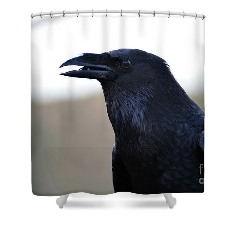 Denise Bruchman Shower Curtain featuring the photograph Chihuahua Raven Profile by Denise Bruchman