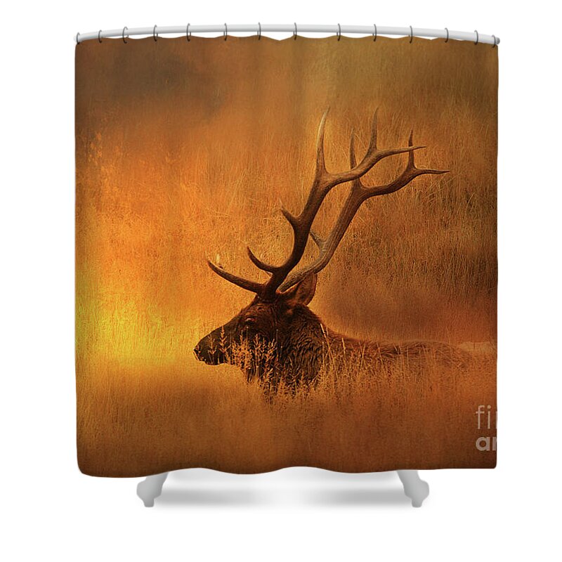 Elk Shower Curtain featuring the photograph Chillin' Elk by Clare VanderVeen