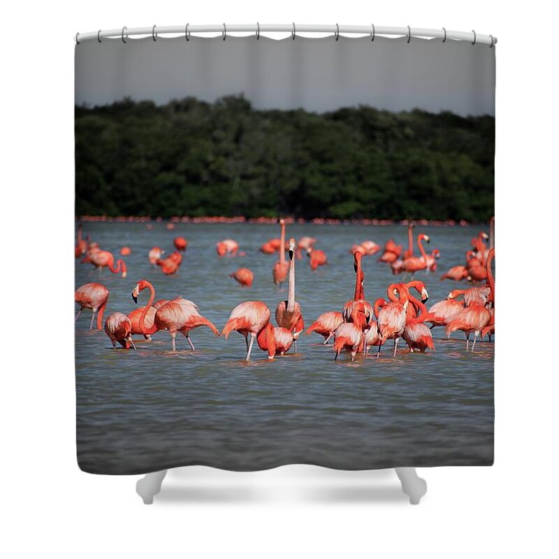Mexico Shower Curtain featuring the photograph Chillout with flamingos by Robert Grac