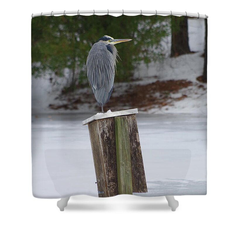 Heron Shower Curtain featuring the photograph Chilly Blue Heron by Tannis Baldwin