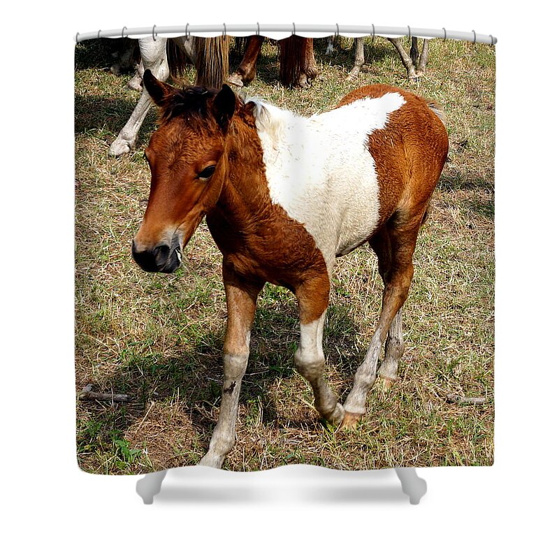 Chincoteague Shower Curtain featuring the photograph Chincoteague Wild Pony Swim Pony Horse by Katy Hawk